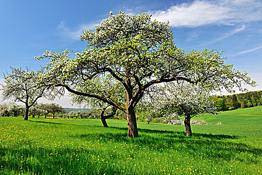盛开,苹果树,施佩萨特,巴伐利亚,德国
