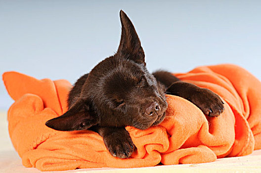 澳大利亚,小狗,巧克力,色彩,睡觉,橙色,毯子