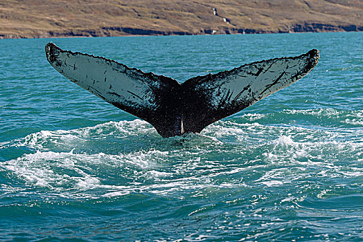 尾部,鲸尾叶突,驼背鲸,大翅鲸属,鲸鱼,冰岛,欧洲