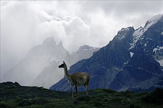 原驼,国家公园,智利