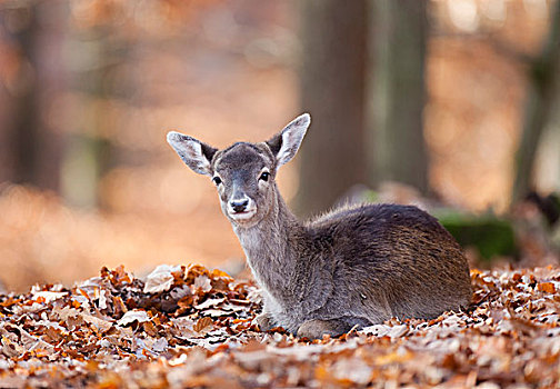 扁角鹿,黇鹿,鹿,野生动植物园,莱茵兰普法尔茨州,德国,欧洲