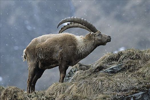 阿尔卑斯野山羊,羱羊,成年,雄性,领土,分界线,提洛尔