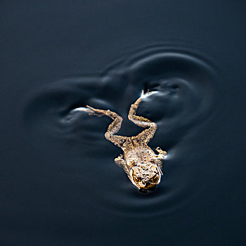 青蛙,游动,水中
