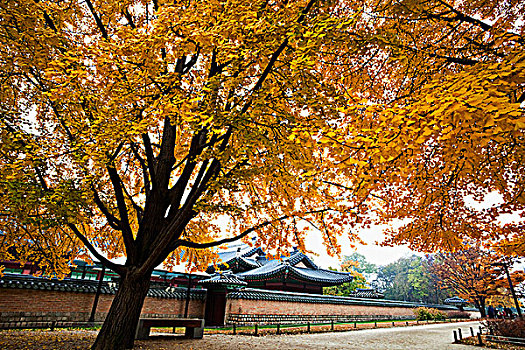 景福宫,秋叶,首尔,韩国