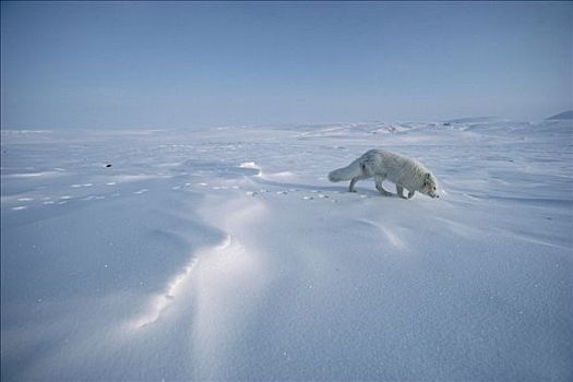 北极狐,嗅,雪,艾利斯摩尔岛,加拿大