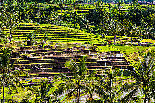 俯视,稻米梯田,巴厘岛,印度尼西亚