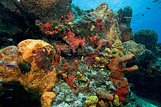 加勒比,水下,景色,彩色,珊瑚,海绵,巨大,手指,科苏梅尔,墨西哥