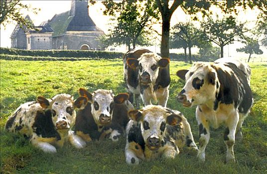 法国,诺曼底,苹果白兰地,风景,母牛