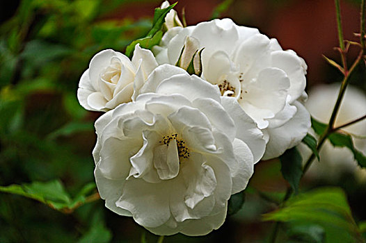 白色,玫瑰,花,施特拉尔松,梅克伦堡前波莫瑞州,德国,欧洲