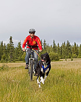 拉布拉多犬,混合,拉拽,山,女人,狗,运动,粉碎,干燥,陆地,雪撬,比赛,育空地区,加拿大