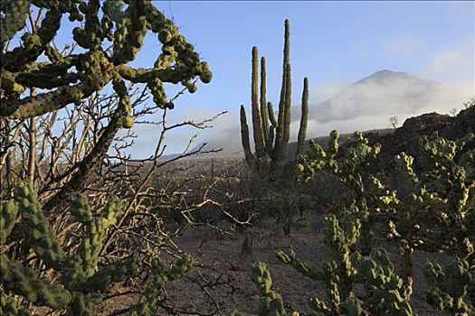 仙人掌,熔岩原,埃尔比斯开诺生物圈保护区,墨西哥