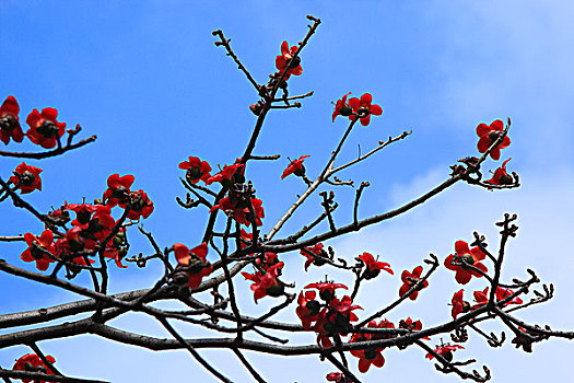 木棉花