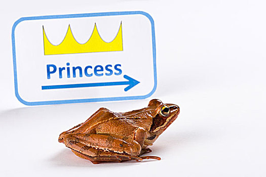 青蛙,蛙属,道路,吻,公主