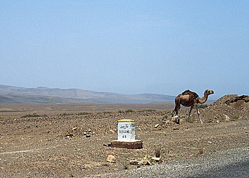 路标,骆驼,沙漠,清晰,蓝天,扎古拉棉,省,摩洛哥