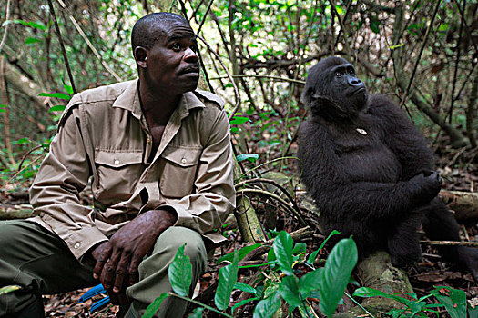 西部低地大猩猩,大猩猩,五个,孤儿,环保主义者,工作,局部,高原,国家公园,加蓬
