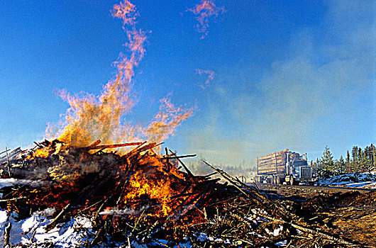 燃烧,残余物,原木,不列颠哥伦比亚省,加拿大