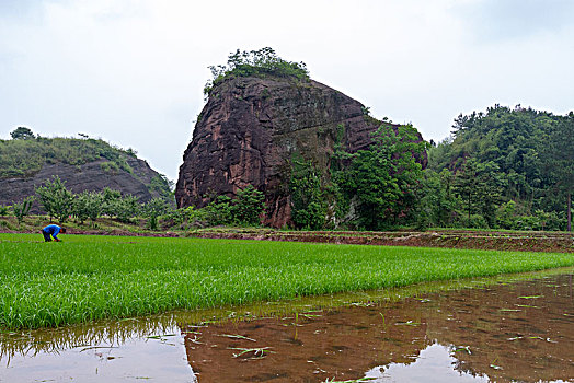 田间