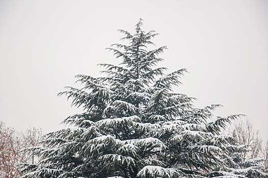 大雪中的松树