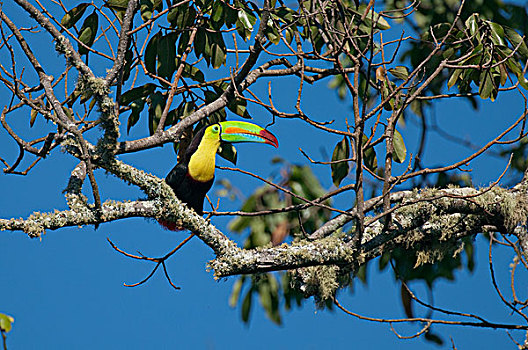 巨嘴鸟,哥伦比亚