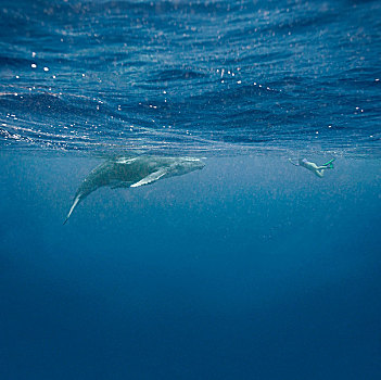女人,潜水,靠近,驼背鲸,幼兽,水下,汤加,太平洋