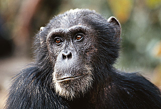 坦桑尼亚,冈贝河国家公园,特写,雄性,黑猩猩,大幅,尺寸