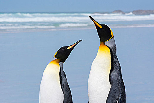 头像,两个,帝企鹅,沙滩,港口,福克兰群岛,南美