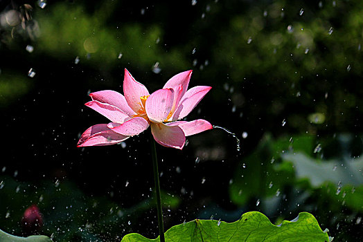 雨中荷花