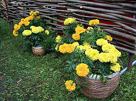 黄花,罐,花园