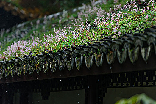 屋檐,紫堇,野花,文澜阁