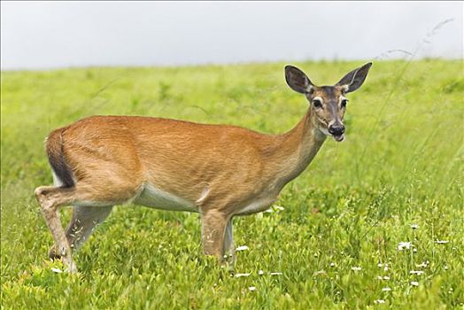 弗吉尼亚,白尾鹿,仙纳度国家公园,美国