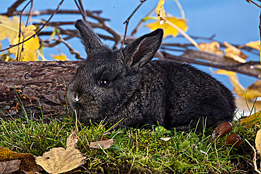 迷你兔,年轻,卧,草,枝条