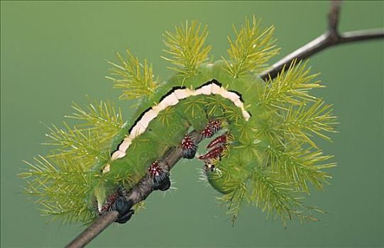 蛾子,毛虫,肖像,枝头