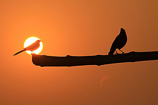 鸟夕阳