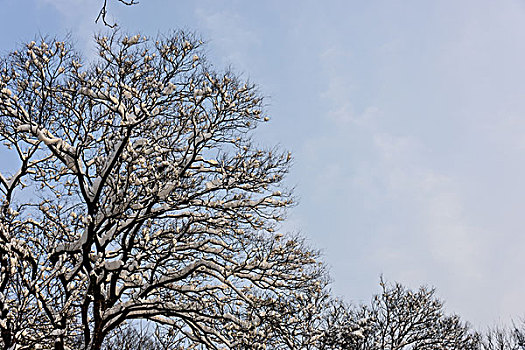 雪压树枝