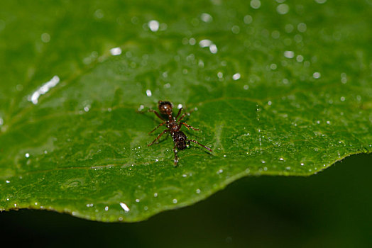 蚂蚁,雨