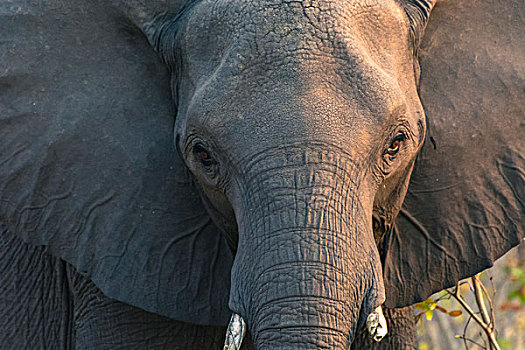博茨瓦纳,乔贝国家公园,大象,非洲象