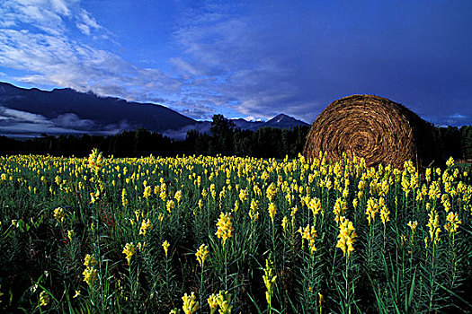 加拿大,不列颠哥伦比亚省,黄花,新鲜,卷,大捆,干草,草地