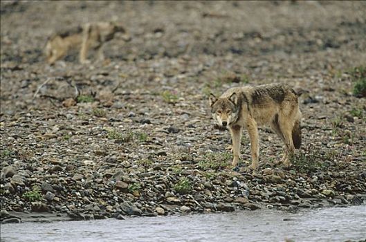 大灰狼,狼,靠近,驼鹿,美洲驼鹿,畜体,一个,肉,德纳利国家公园和自然保护区,阿拉斯加