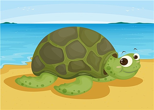 龟,海滩