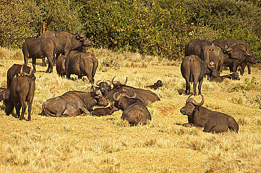 非洲,水牛,南非水牛,非洲水牛,大,牛科动物,国家公园,肯尼亚