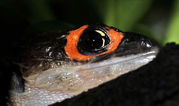 红眼,灌木,鳄鱼,巴布亚新几内亚