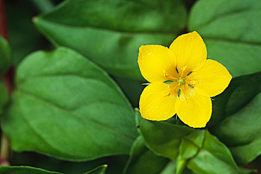 黄色,海绿属植物,特写,花,波厄斯郡,威尔士,英国,欧洲
