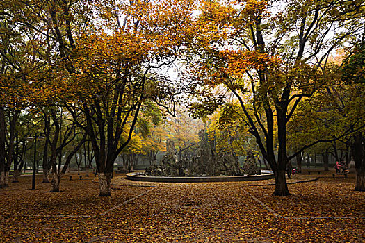 山东大学趵突泉校区秋色