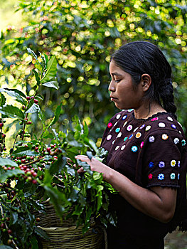 危地马拉人,女孩,挑选,咖啡,樱桃,庄园,远景,危地马拉