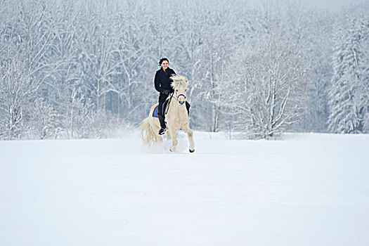 美女,骑,骑马,雪中