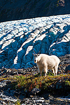 石山羊,放牧,植物,靠近,小路,出口,冰河,背景,奇奈峡湾国家公园,肯奈半岛,阿拉斯加,夏天