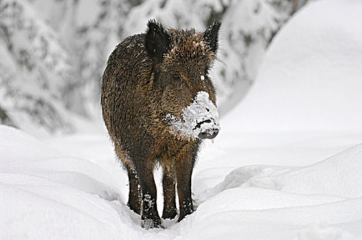 野猪,站立,雪地,动物,公园,巴伐利亚森林国家公园,巴伐利亚,德国,欧洲