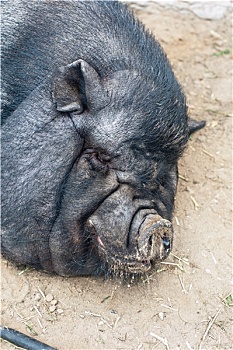 睡觉,黑色,猪