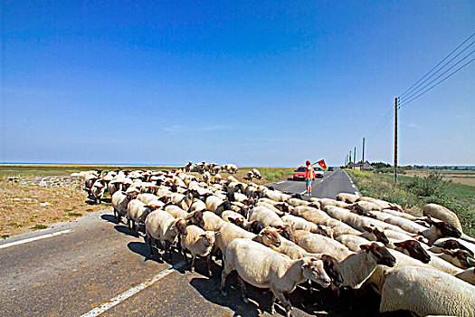 绵羊,牧羊人,停,汽车,交通,布列塔尼半岛,法国
