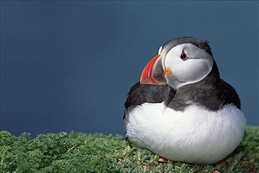 大西洋角嘴海雀,北极,展示,突出,色彩,鸟嘴,饲养,季节,斯科莫岛,威尔士